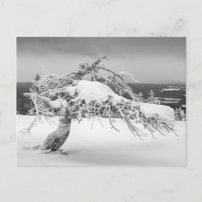 Carte postale de la nature finlandaise (Devant)