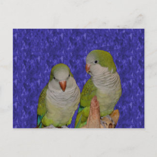 Carte postale de la paire de perroquets de bébé Qu