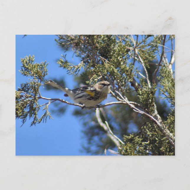 Carte postale de la Paruline rayée jaune (Devant)