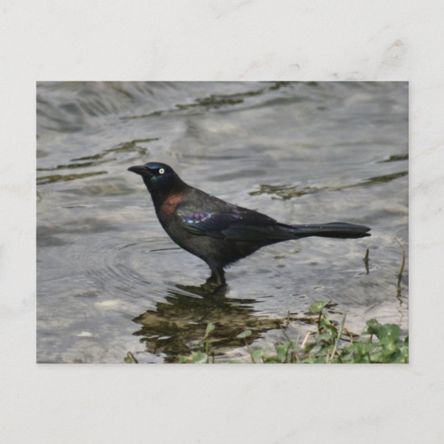 Carte postale de la photo d'oiseaux de cagoule com (Devant)