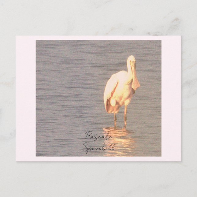Carte postale de la photo Oiseau de Spoonbill Rose (Devant)