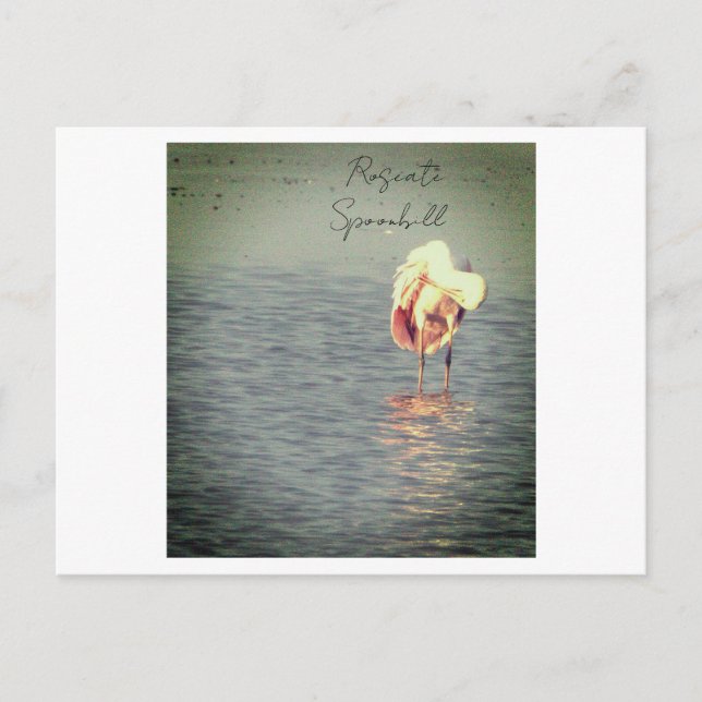 Carte postale de la photo Oiseau de Spoonbill Rose (Devant)