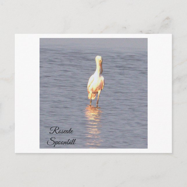 Carte postale de la photo Oiseau de Spoonbill Rose (Devant)