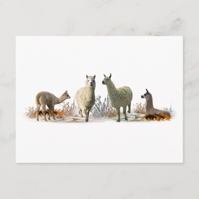 Carte postale de la prairie des lamas (Devant)