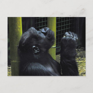 Carte postale de la prière de Gorilla