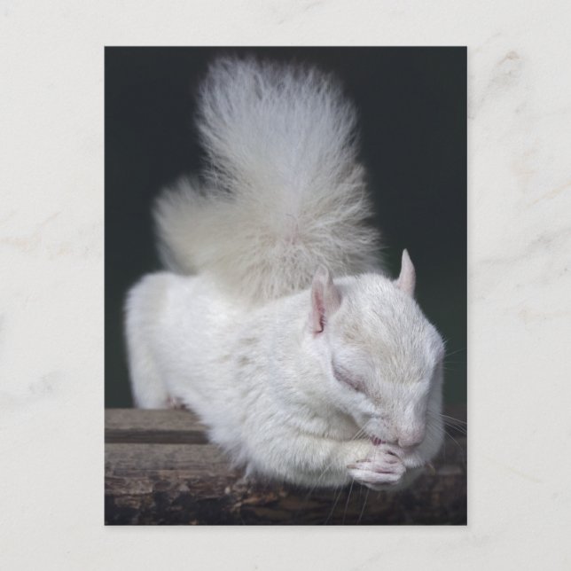 Carte postale de la prière de Nutty (Devant)
