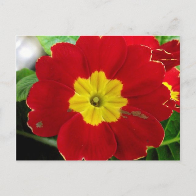 Carte postale de la primevère rouge (Devant)