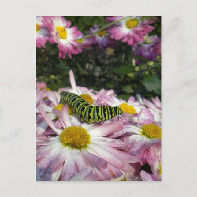 Carte postale de la promenade Caterpillar (Devant)