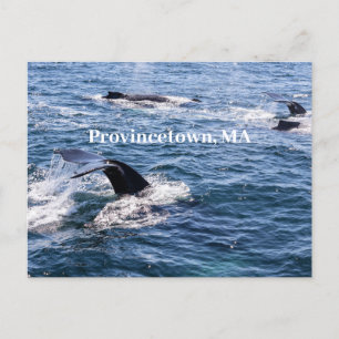 Carte postale de la queue de baleine à bosse