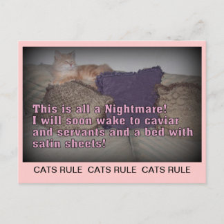 Carte postale de la règle des chats