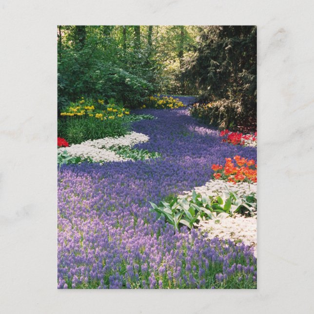 Carte postale de la rivière Grape Hyacinth (Devant)