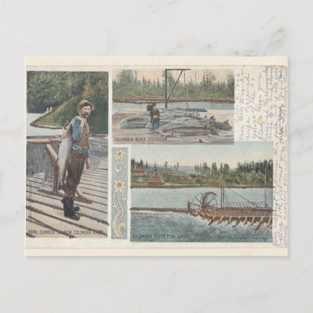 Carte postale de la roue Saumon de l'esturgeon (Devant)