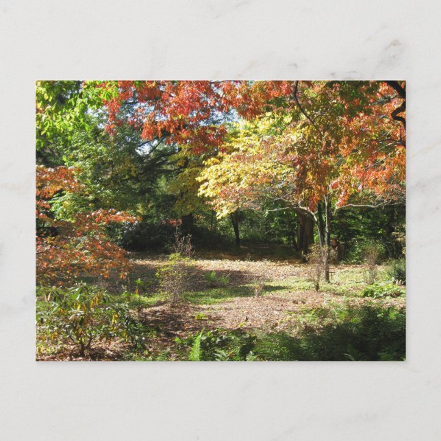 Carte postale de la scène d'automne (Devant)