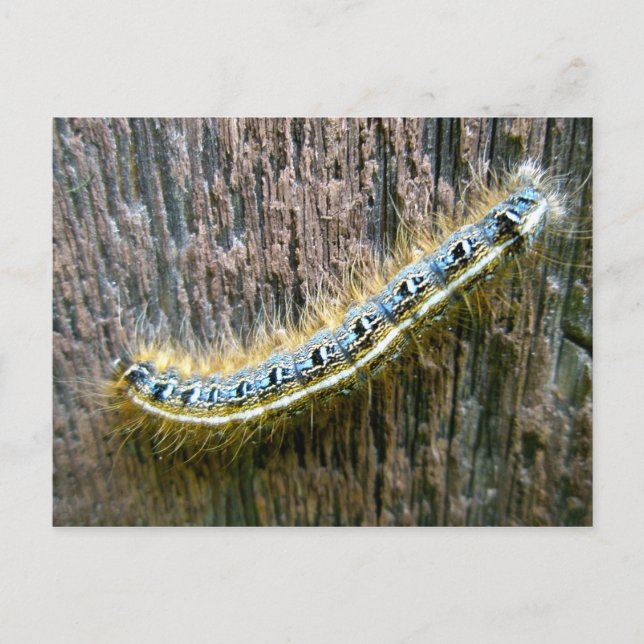 Carte postale de la Tente Est Caterpillar (Devant)