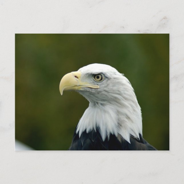 Carte postale de la tête d'aigle royal (Devant)