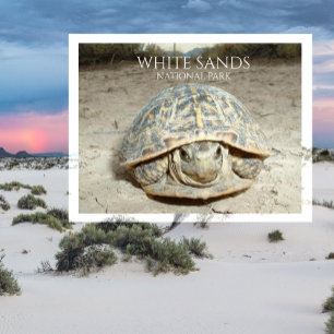 Carte postale de la Tortue boîte du désert de Whit