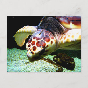 Carte postale de la tortue de mer