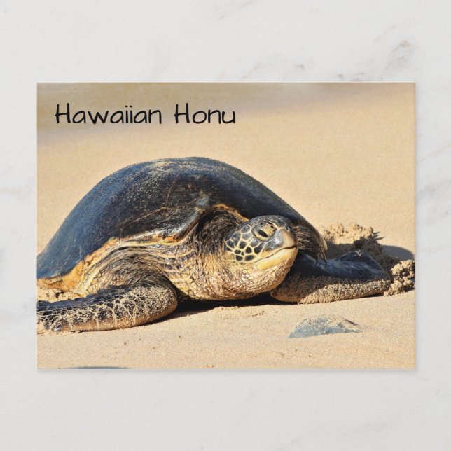 Carte postale de la tortue de mer d'Hawaï (Devant)