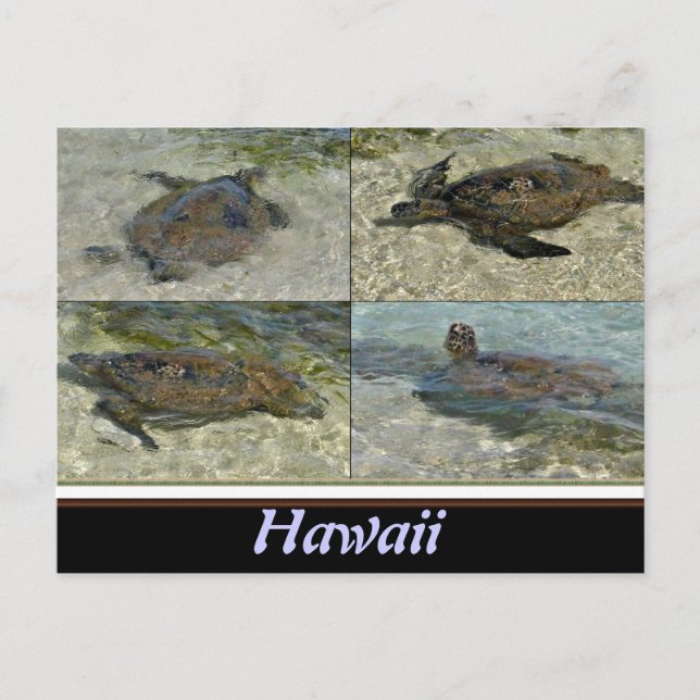 Carte postale de la tortue de mer d'Hawaï (Devant)