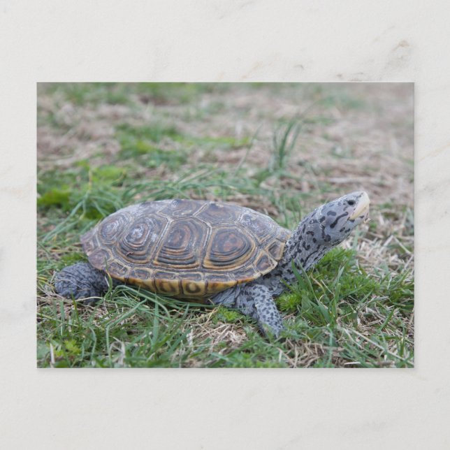 carte postale de la tortue diamondback (Devant)