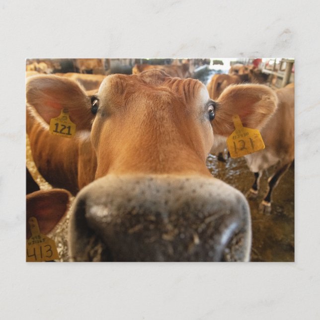 Carte postale de la vache laitière Jersey Gros pla (Devant)