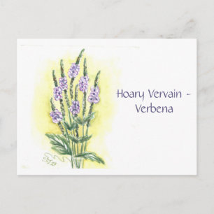 Carte postale de la verveine blanchâtre-Verbena