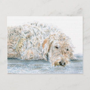 Carte postale de Labradoodle endormi