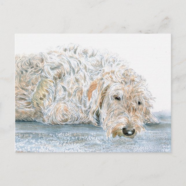 Carte postale de Labradoodle endormi (Devant)