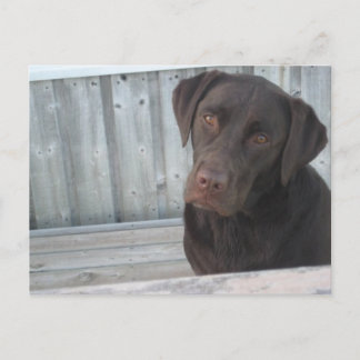 Carte postale de labrador chocolat mignon