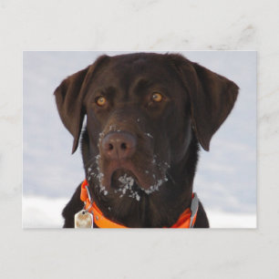 Carte postale de Labrador de chocolat