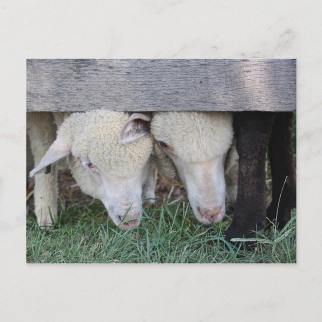 Carte postale de l'agneau (Devant)