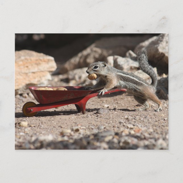 Carte postale de l'agriculteur d'écureuil (Devant)