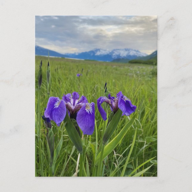 Carte postale de l'Alaska Purple Flower Botanical  (Devant)