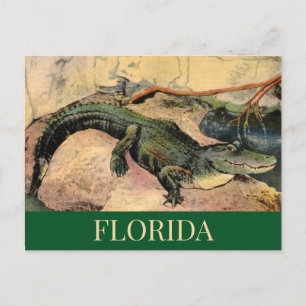Carte postale de l'alligator de Floride