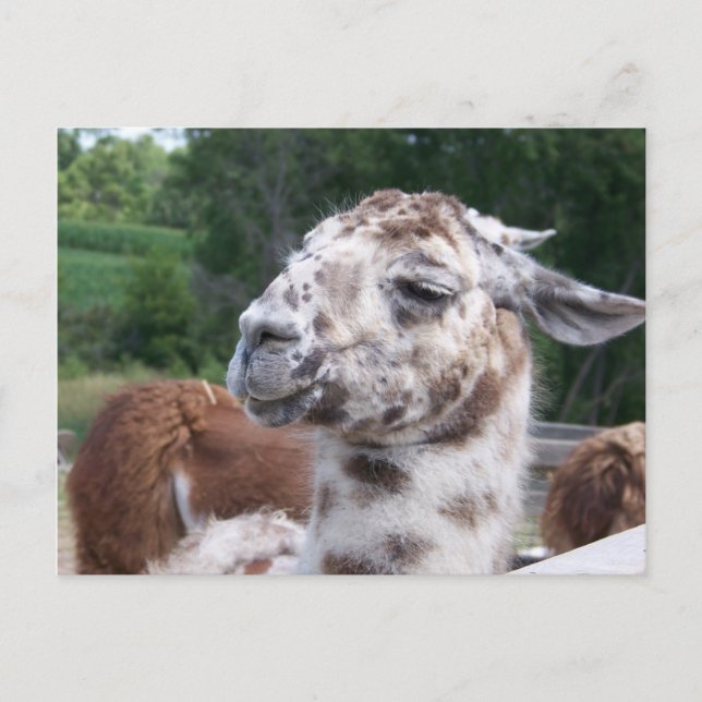 Carte postale de lama (Devant)