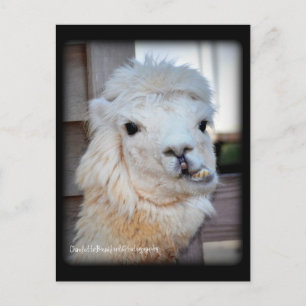 Carte postale de lama