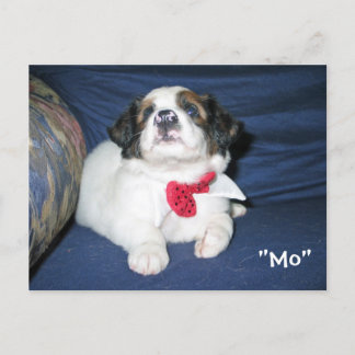 Carte postale de l'Amazon Humane Society : Preciou