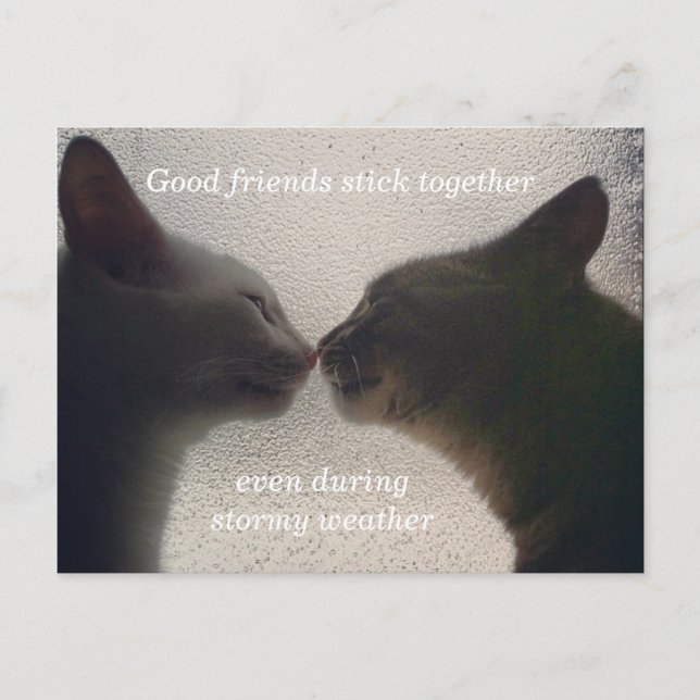Carte postale de l'ami de chat mignonne (Devant)