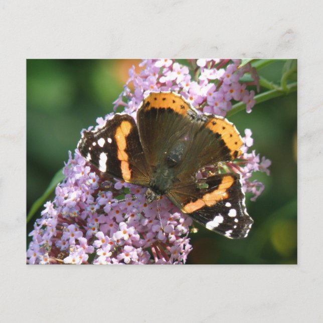 Carte postale de l'amiral rouge Papillon et Bouddl (Devant)