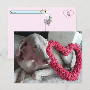Carte postale de l'amour du Wiemaraner