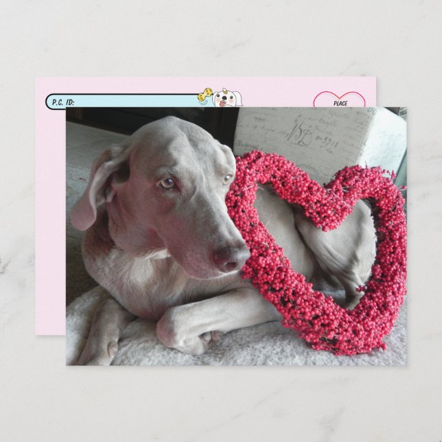 Carte postale de l'amour du Wiemaraner (Devant / Derrière)