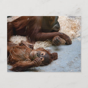 Carte postale de l'animal singe Ape Zoo
