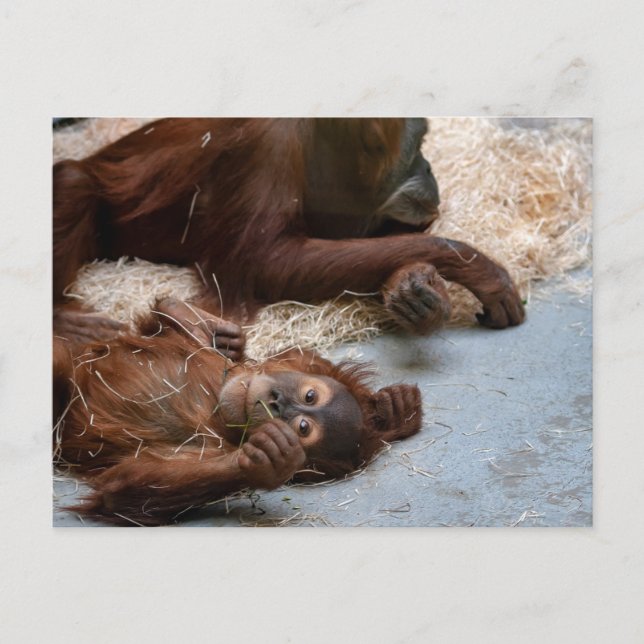 Carte postale de l'animal singe Ape Zoo (Devant)
