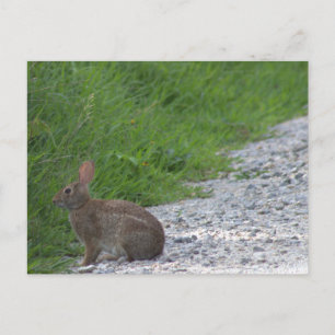Carte postale de lapin