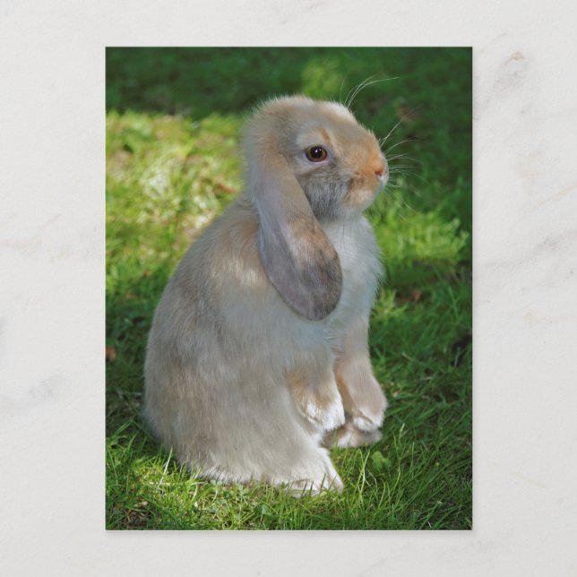Carte postale de lapin Baby Minilop (Devant)