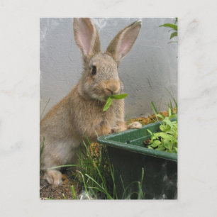 Carte postale de lapin de coton