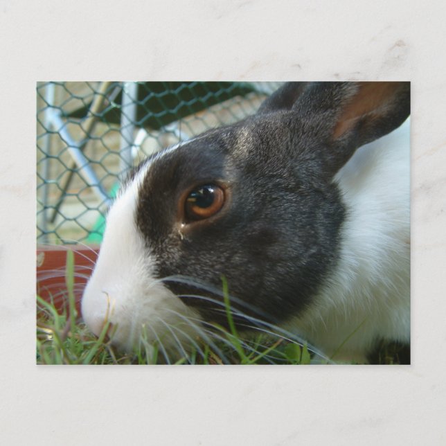 Carte postale de lapin Humbug (Devant)