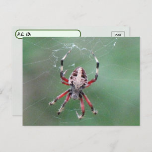 Carte postale de l'araignée d'orbweaver tachetée