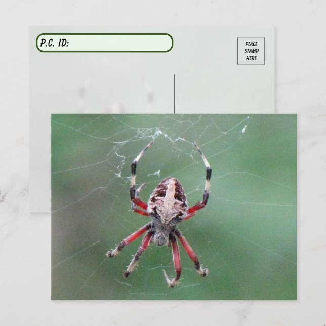 Carte postale de l'araignée d'orbweaver tachetée (Devant / Derrière)