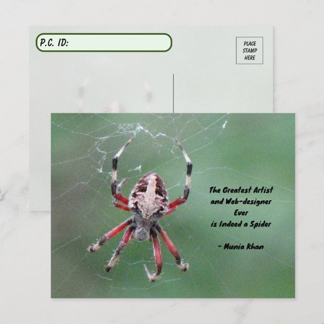 Carte postale de l'araignée d'orbweaver tachetée (Devant / Derrière)